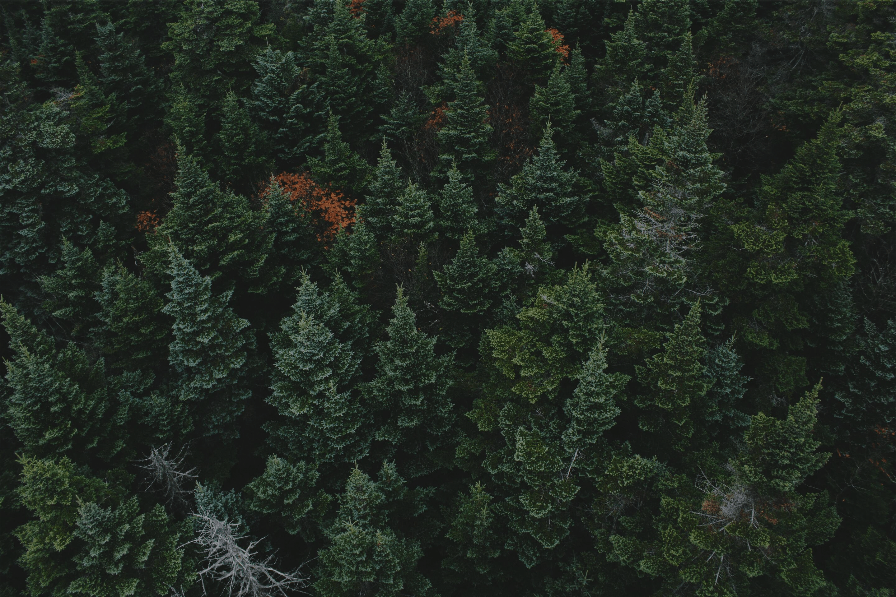 Image de forêt