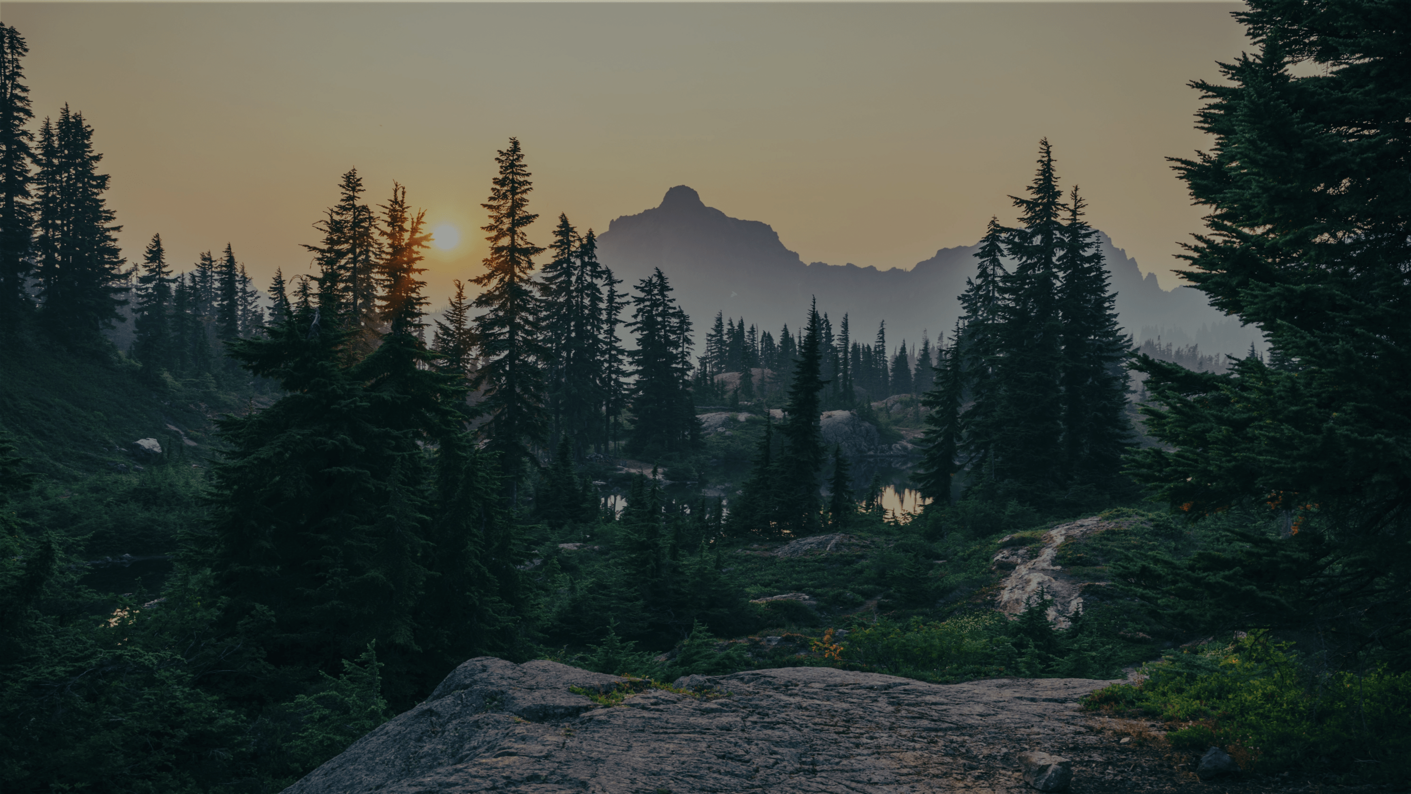 Image de forêt
